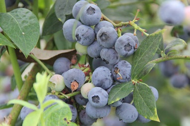 Planta Arandano Legacy Maceta 4 Litros